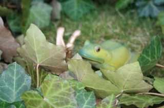 Froschkönig Schleswig